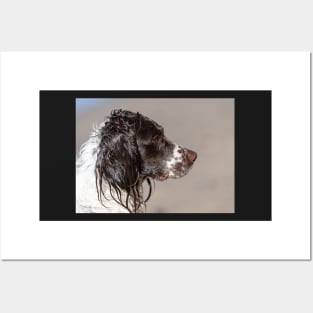 Welsh Springer Spaniel Posters and Art